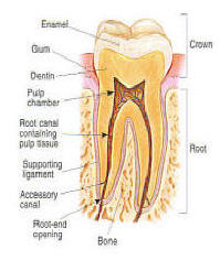 anatony of a tooth